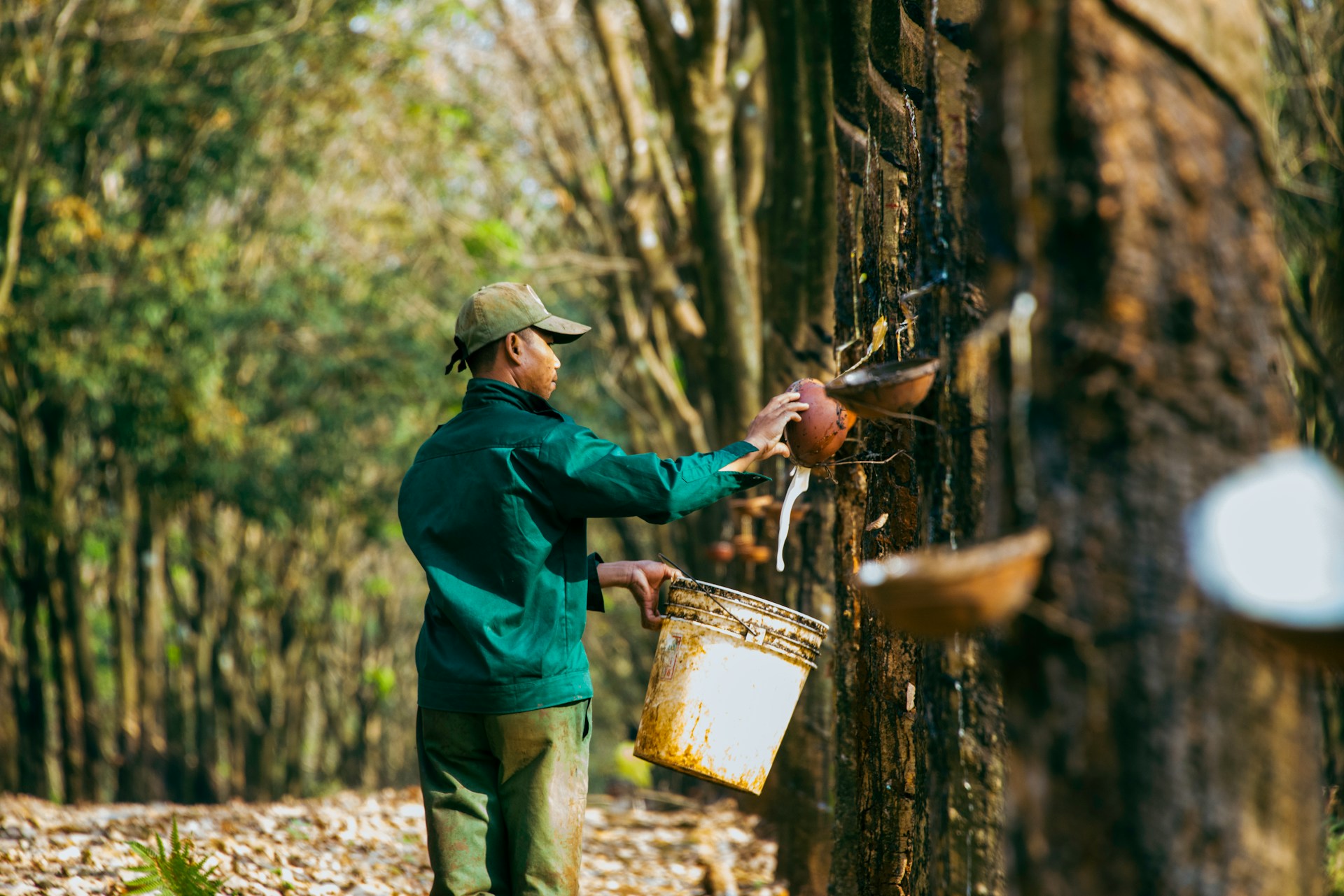 Récolte du latex dans une plantation de caoutchouc